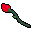 Red rose